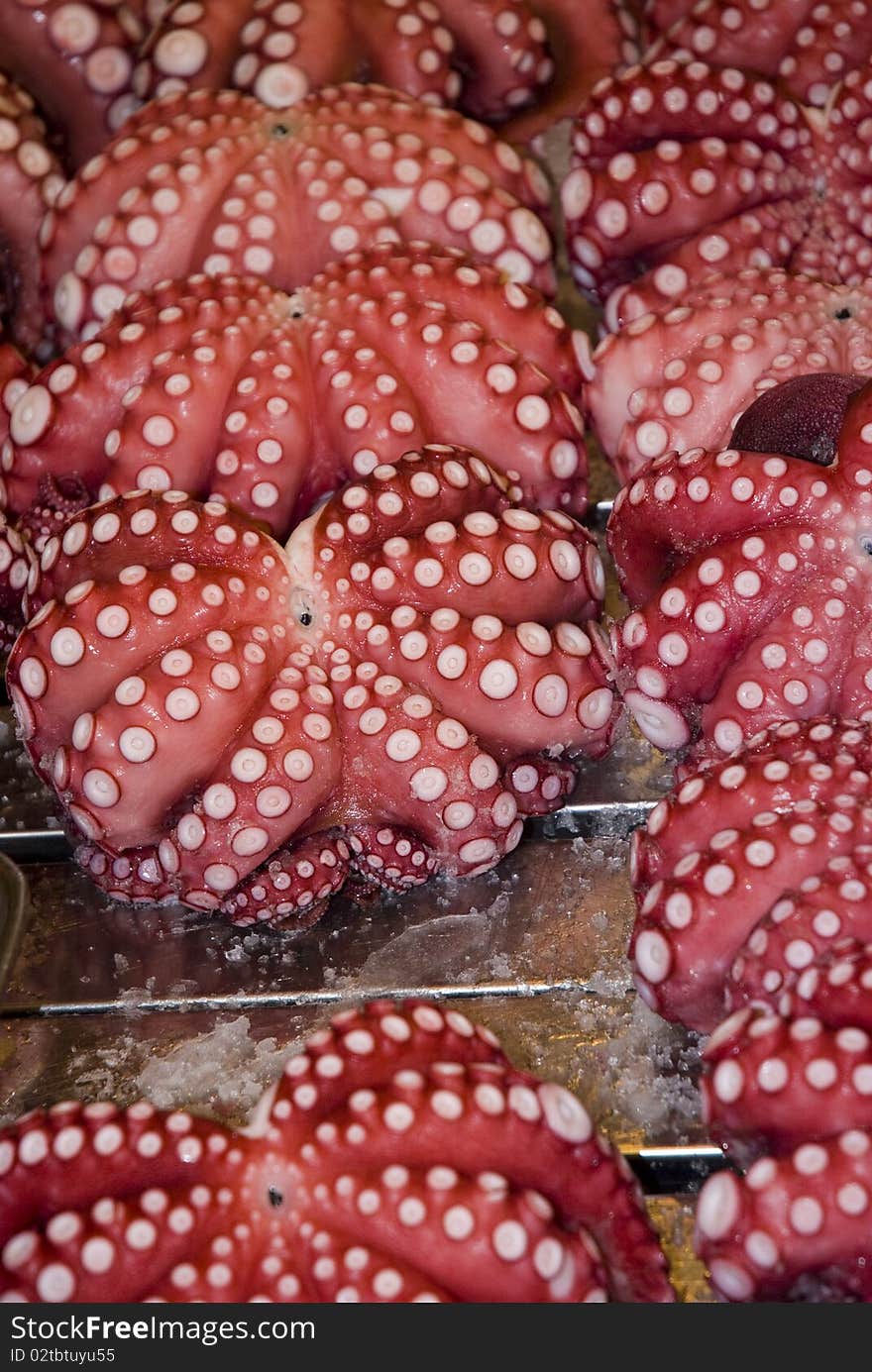 View of many red octopus