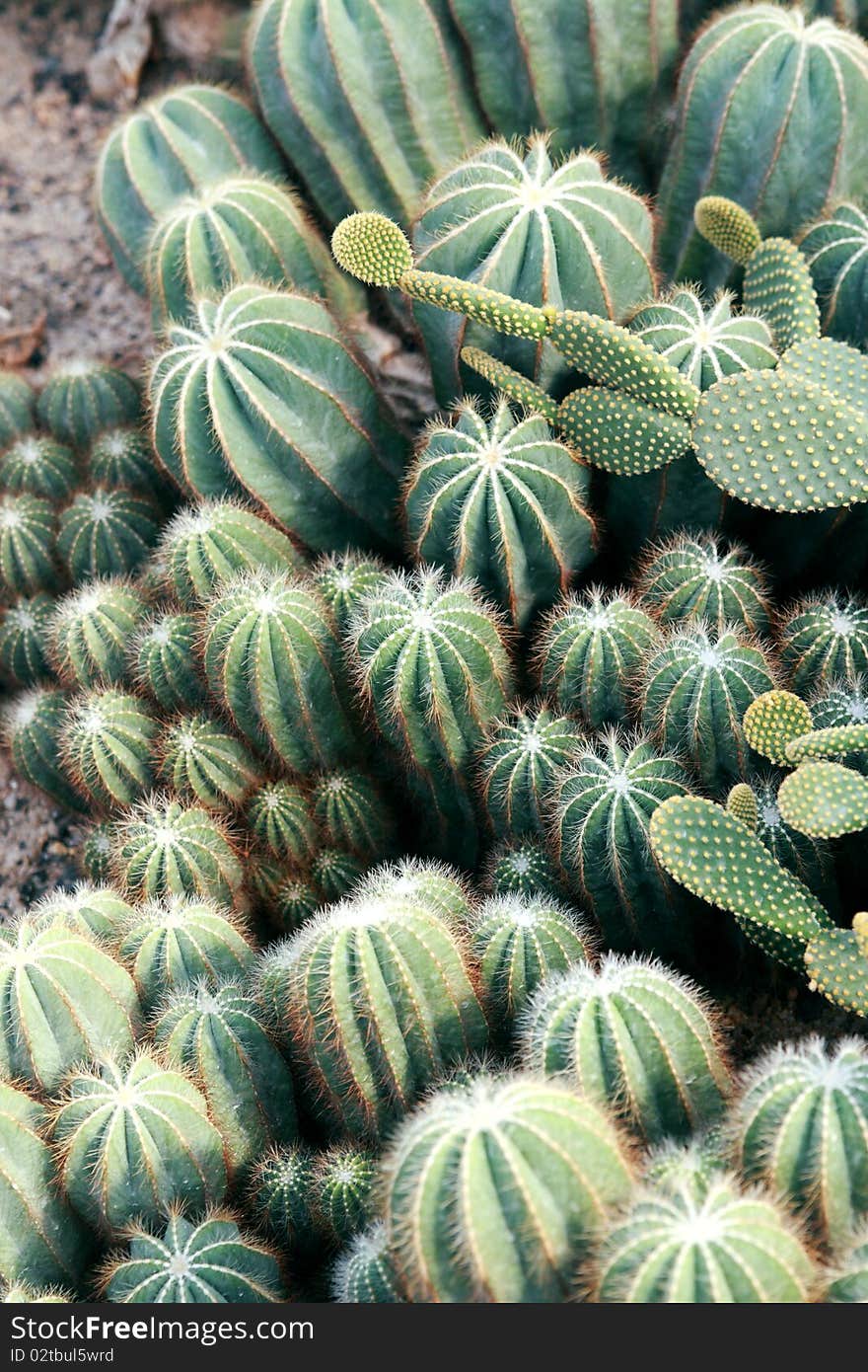 Close up of Balsesoides cactus