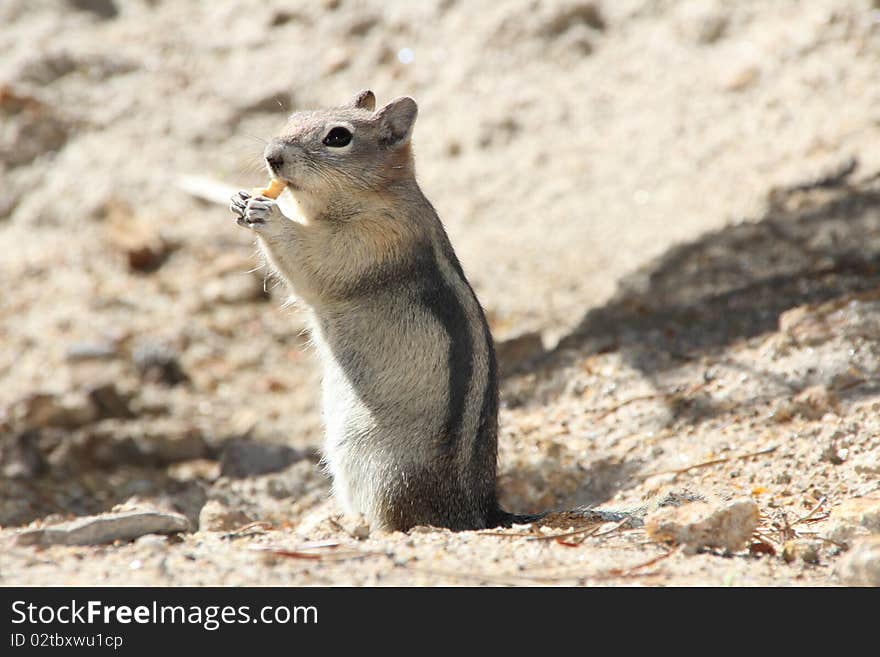 An Inquiring Ground Squirrel