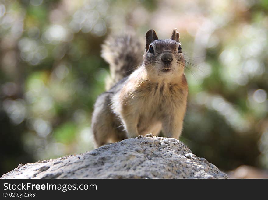 An Inquiring Ground Squirrel