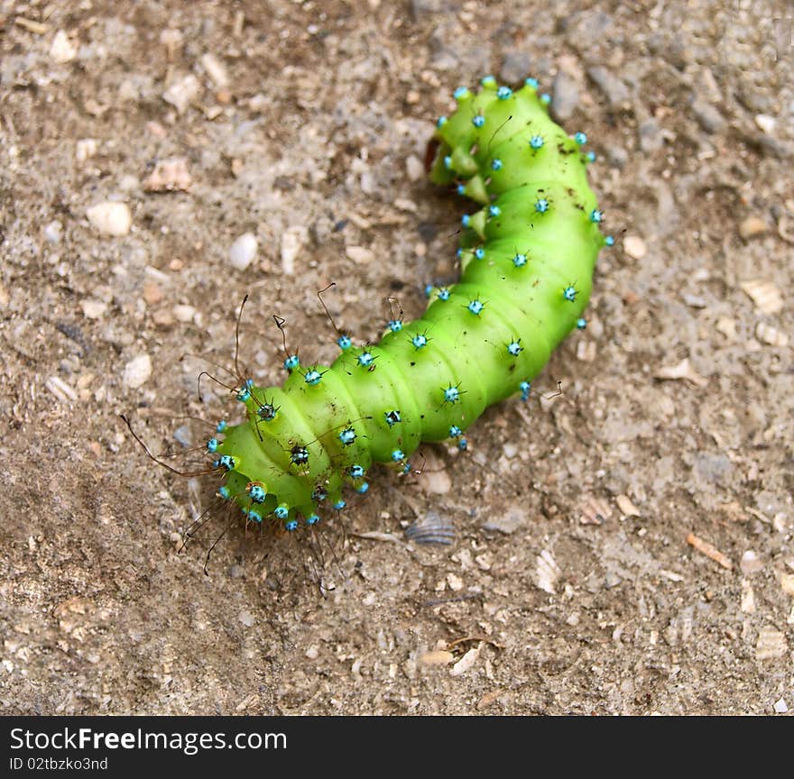 Green blue-spotted caterpillar