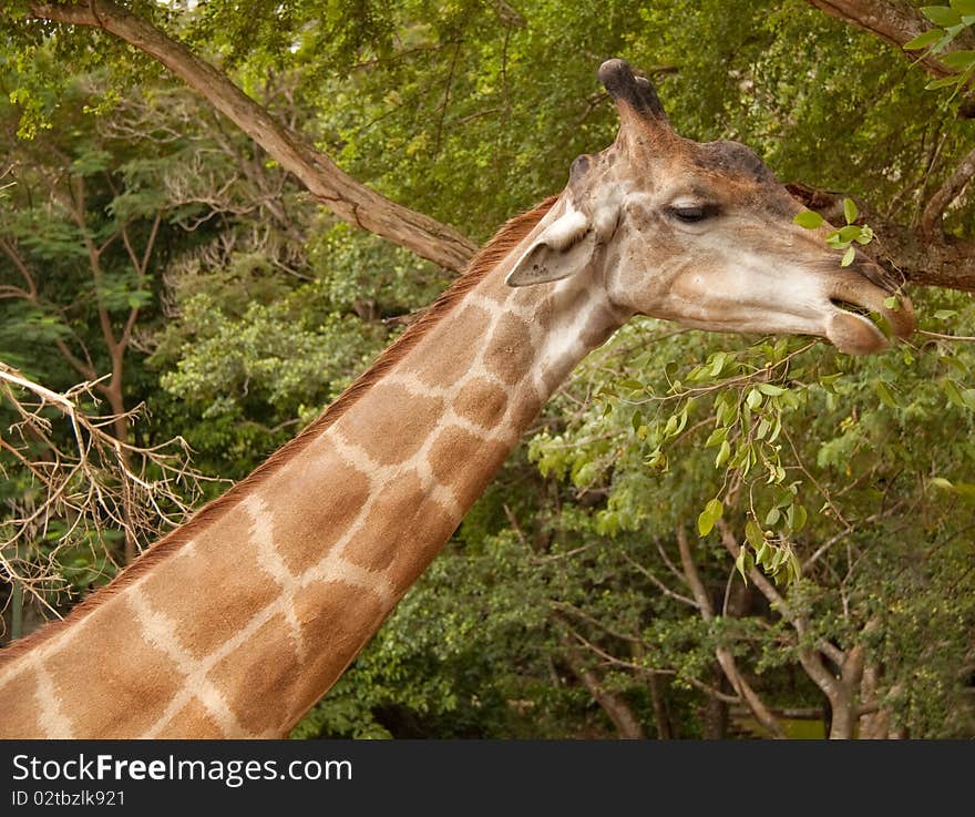 Giraffe bite a tree branch