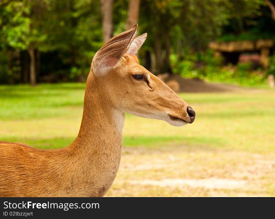 Head profile of a deer