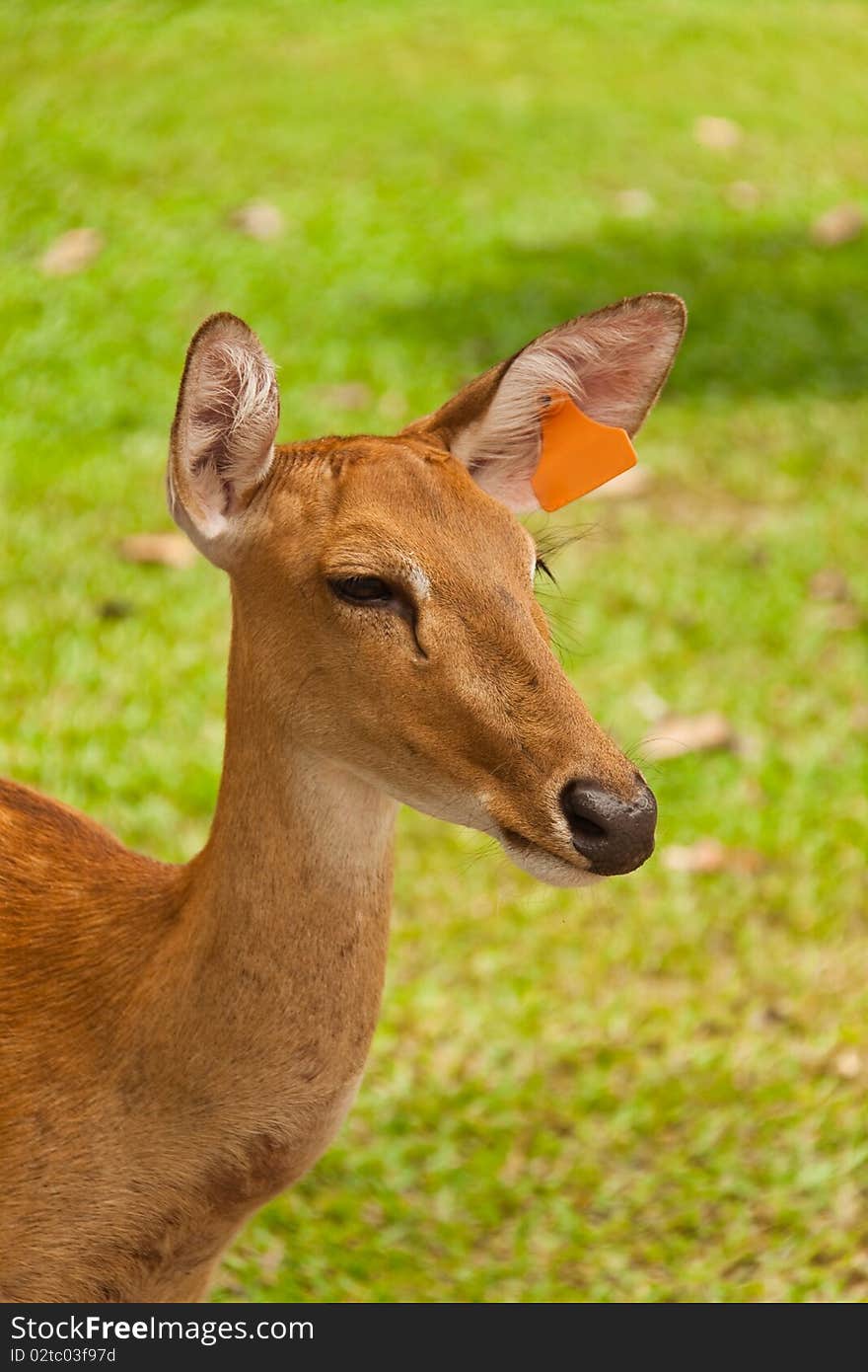 Deer with a reference tag on her ear.