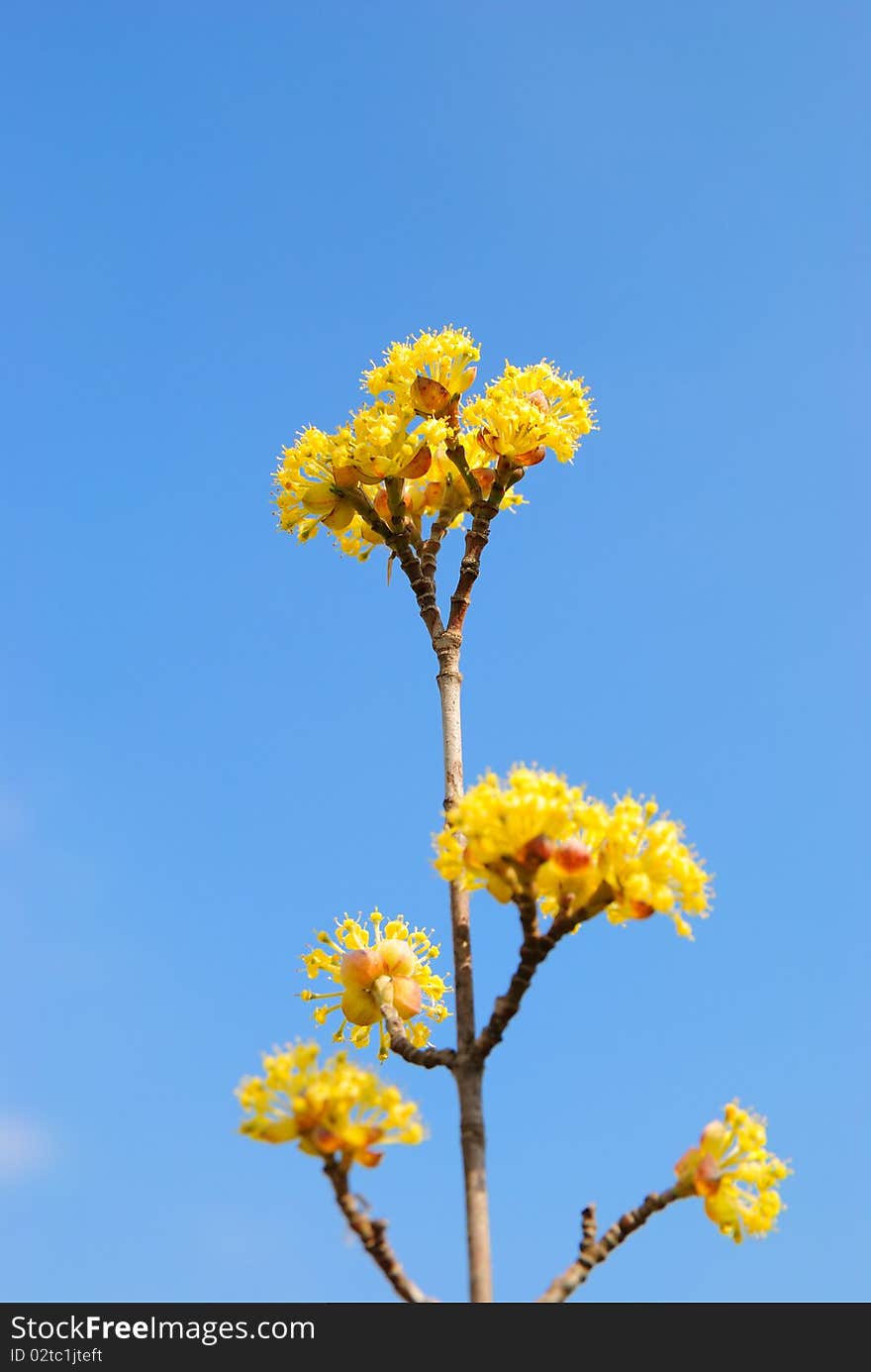 Blossoming branch