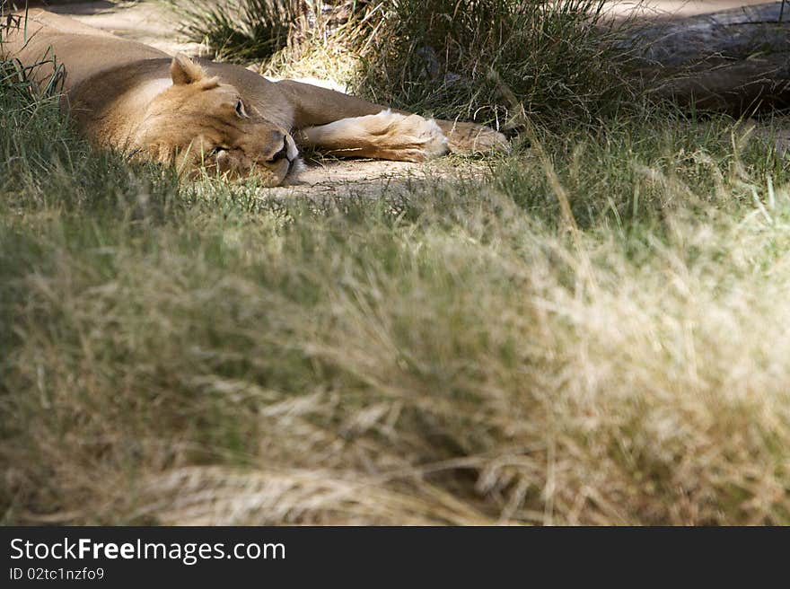 Female lion asleep in the grass. Female lion asleep in the grass.