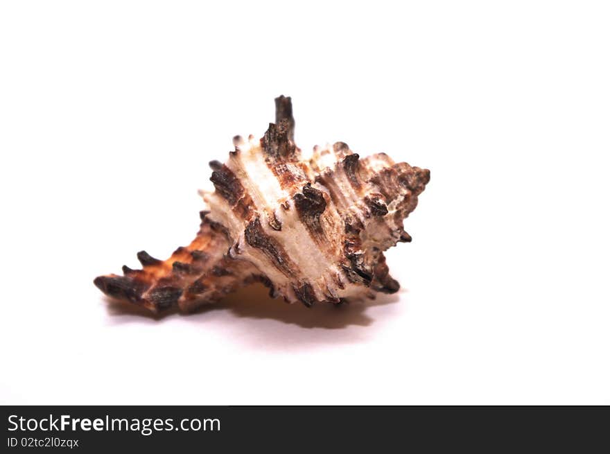 Photo of seashell on white background