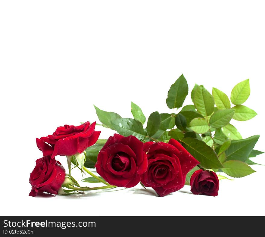 Red roses on a white background