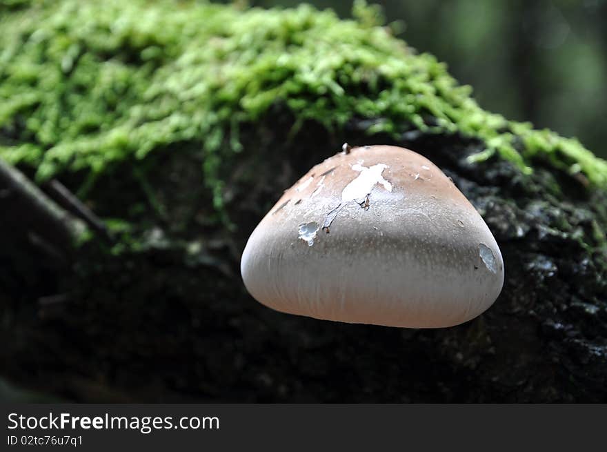 Mushroom Glued To A Tree