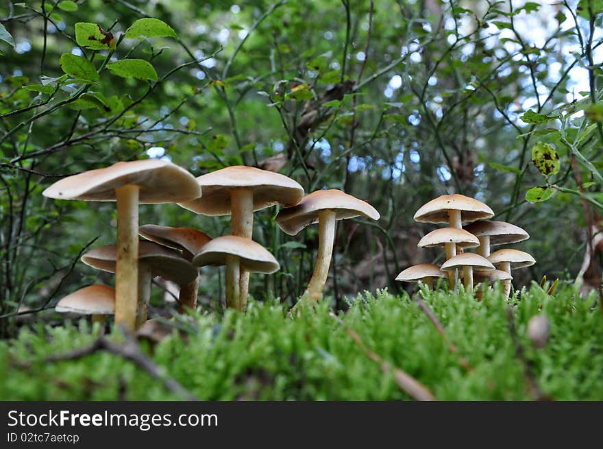 Group of mushrooms on a greeny bed of soil