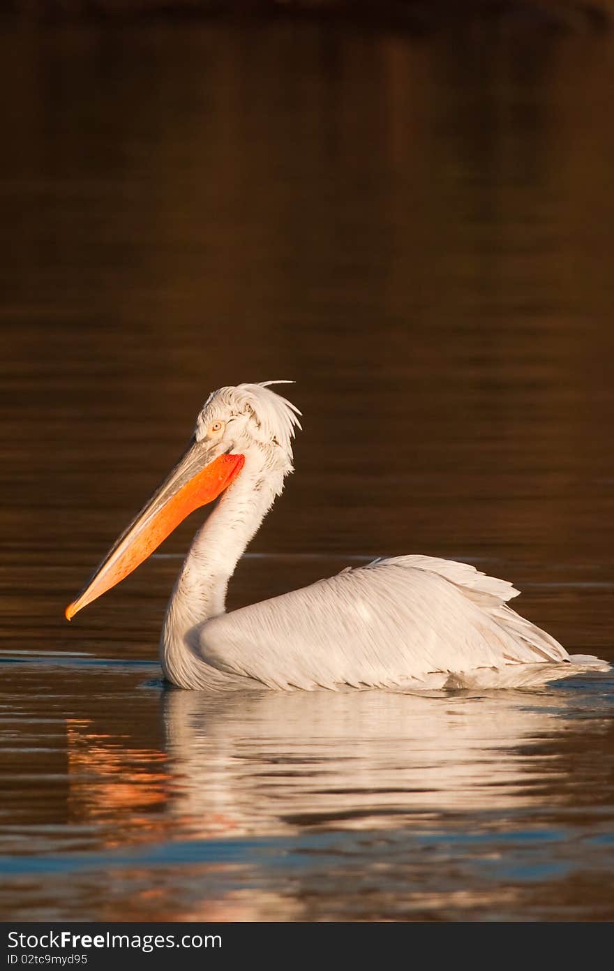 Dalmatian Pelican