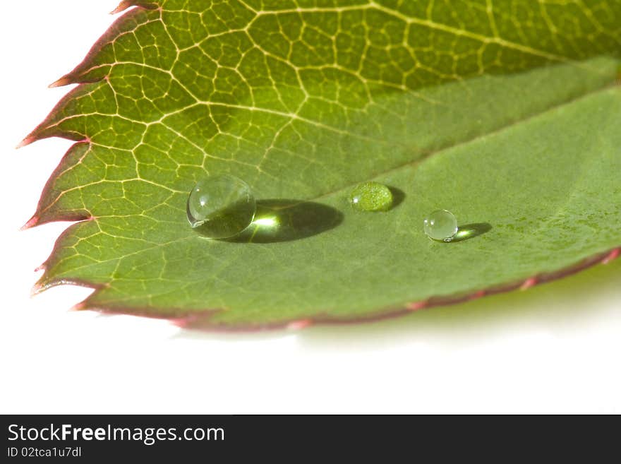 Droplets on single leaf