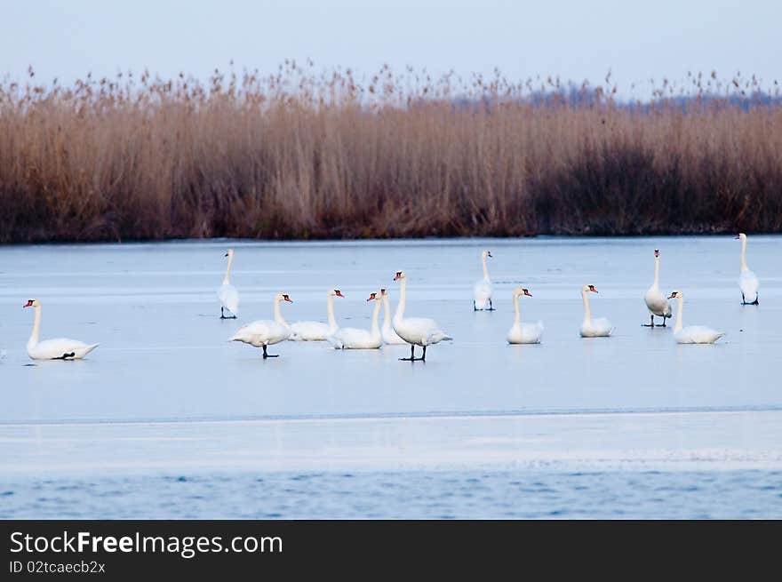 Swans on Ice in Winter