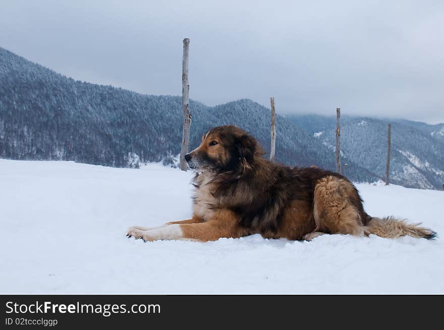 Sheepdog, Shepherd Dog in Winter