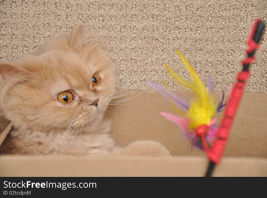 Close up orange persian cat with toy. Close up orange persian cat with toy