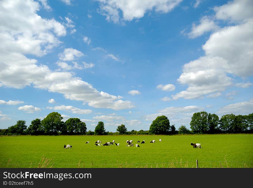 A green field with many goats. The sky is blue with clouds. A green field with many goats. The sky is blue with clouds