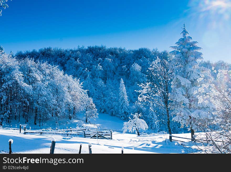 Fir Covered With Snow Against Light