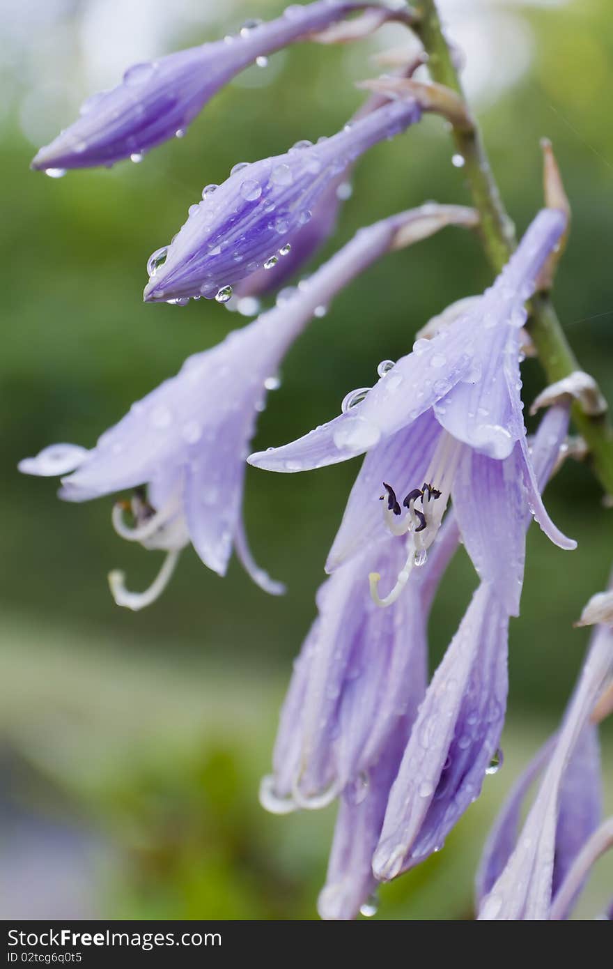 Purple Bell Flower in Bloom