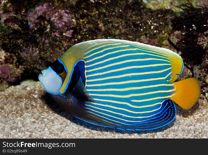 Emperor angelfish in saltwater aquarium