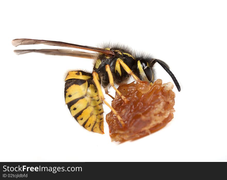 Wasp Eating A Piece Of Fruit