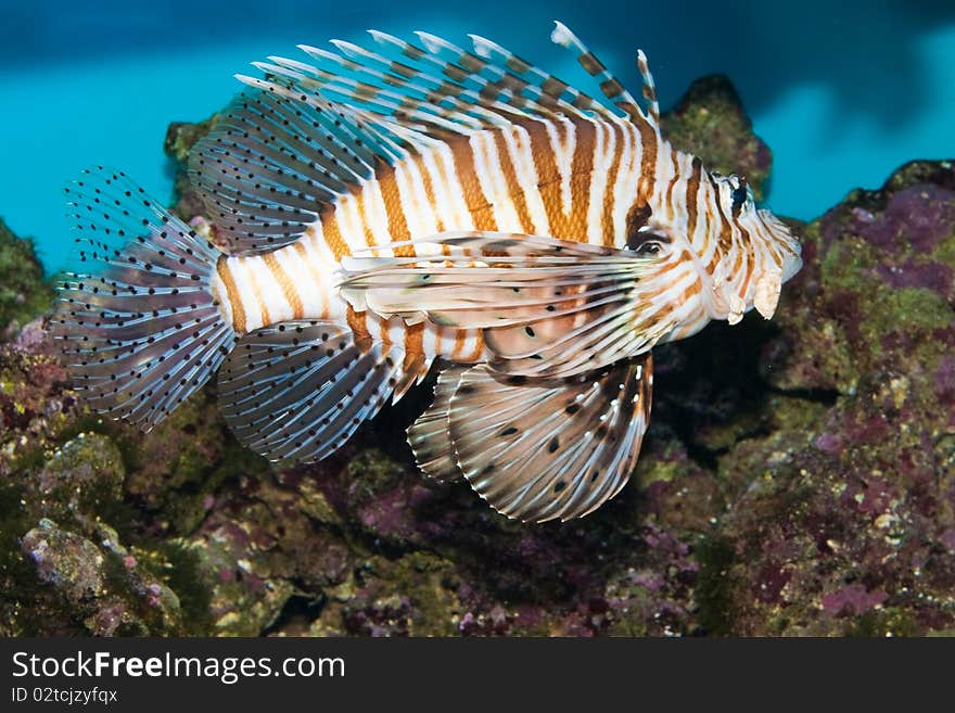 Red Volitan Lionfish