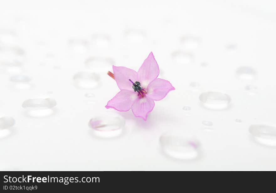 A delicate pink flower on water drops. A delicate pink flower on water drops