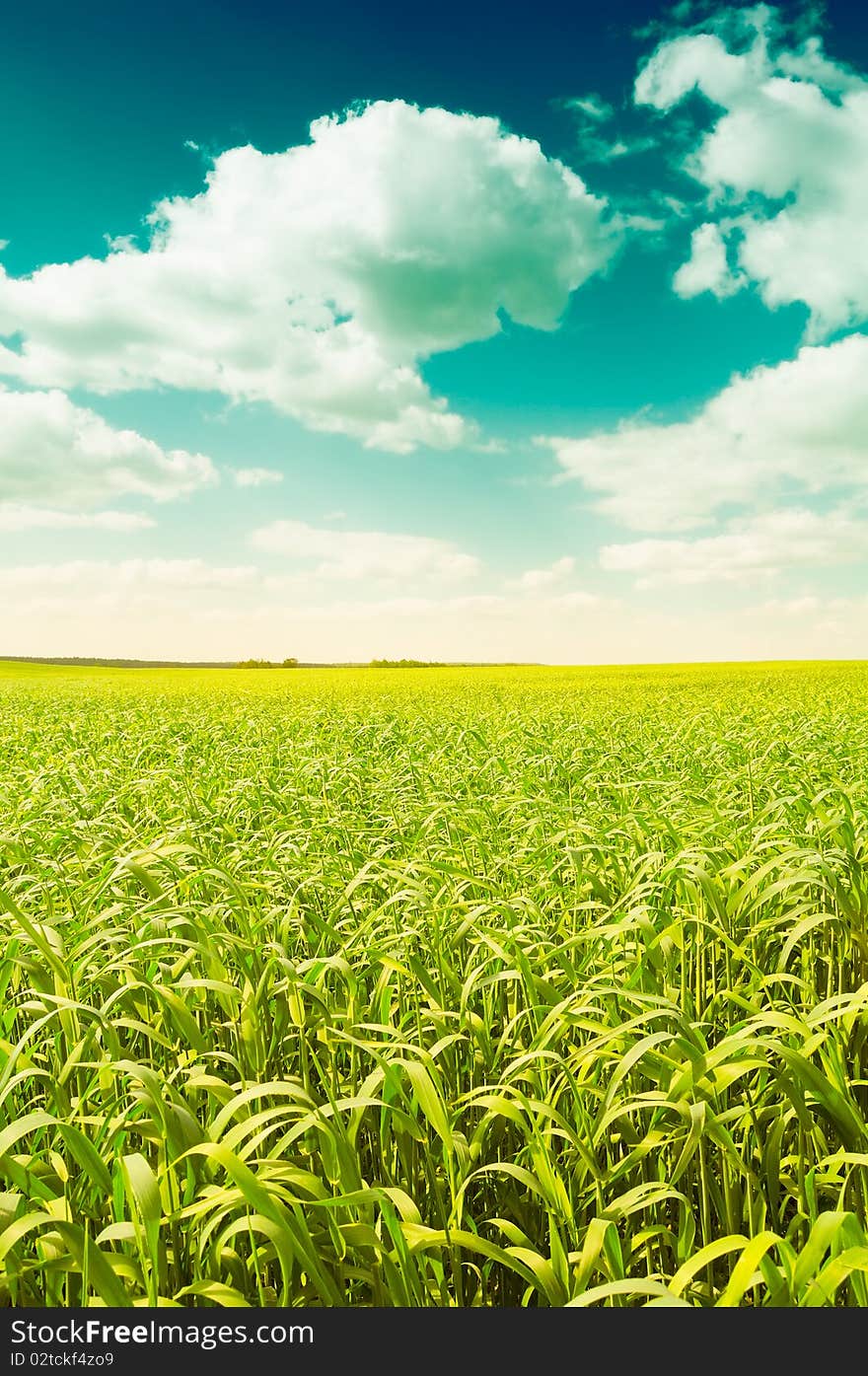 A brigth green field under fairy sky. A brigth green field under fairy sky