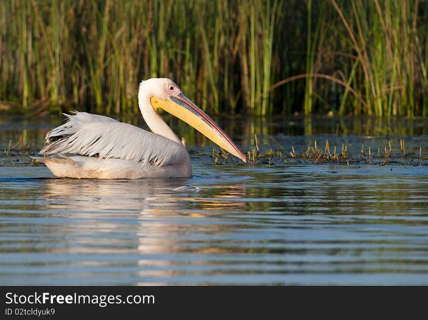 Great White Pelican on water