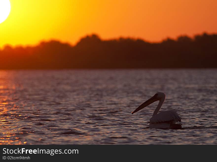 White Pelicans on water