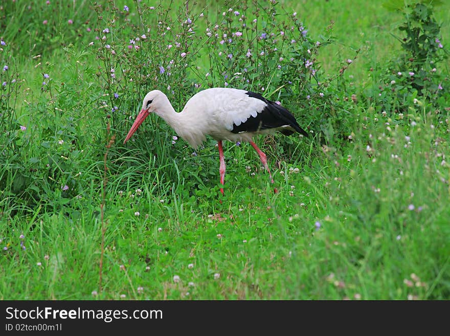 White stork in green grass on summer day.