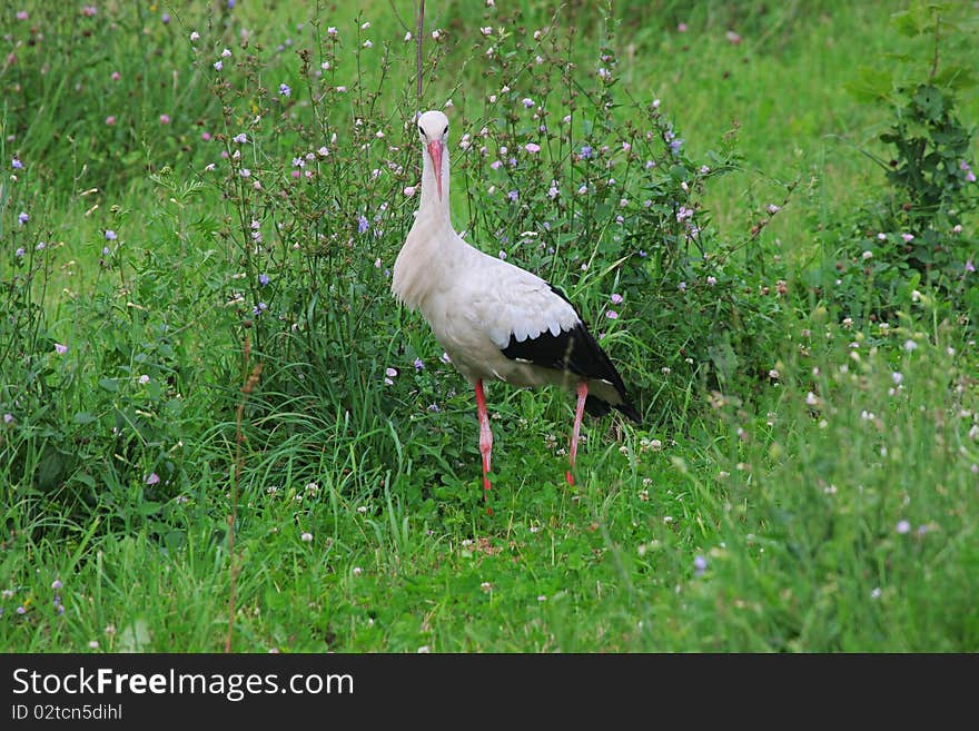 White stork in green grass on summer day.