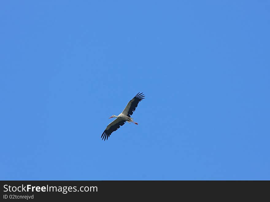 Stork In Flight