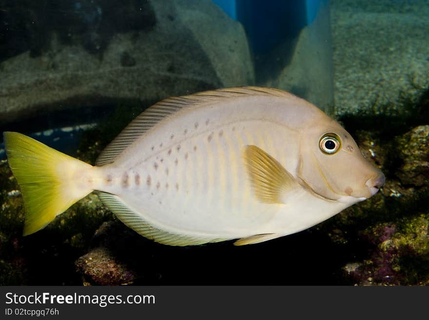 Razor Surgeonfish