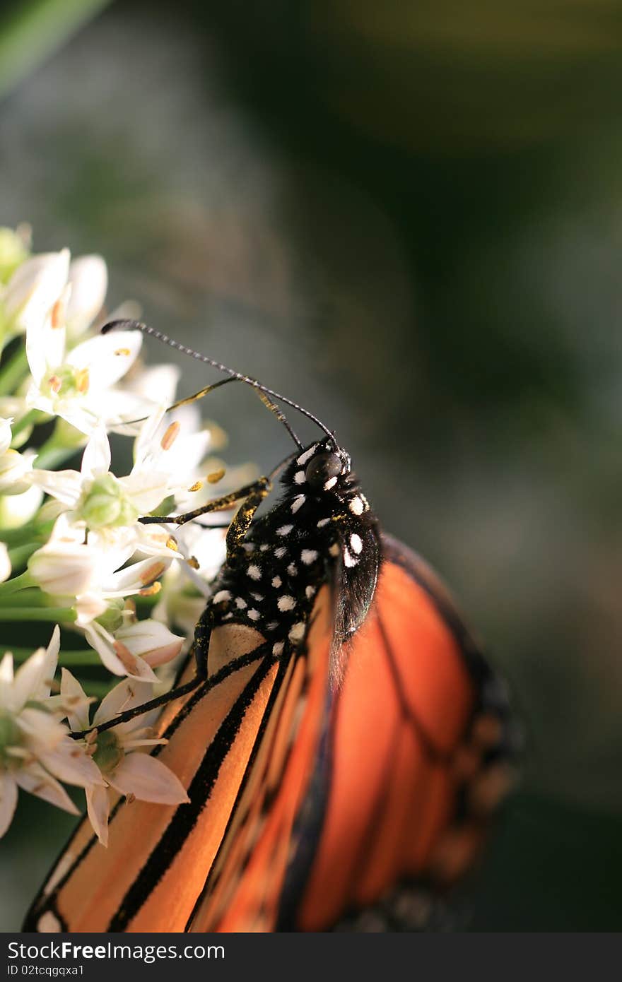 Monarch butterfly eating on a white flower