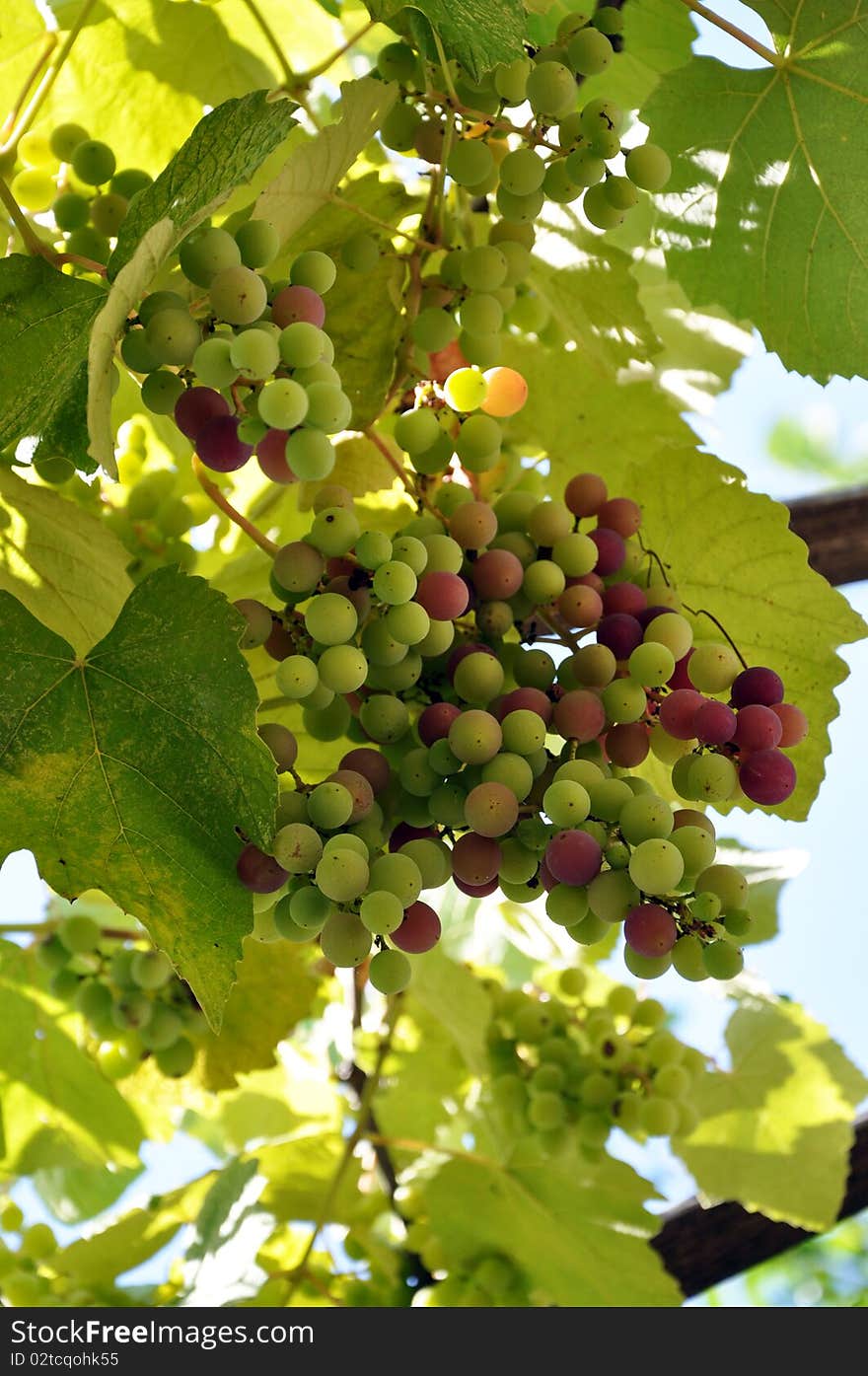 Fresh grape on the branch