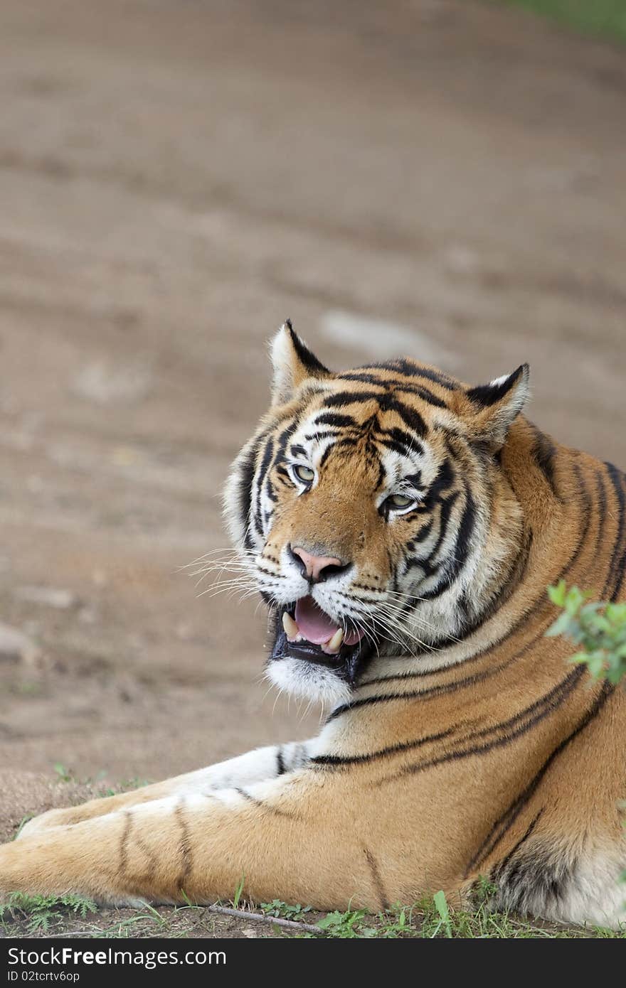 A Siberian tiger on the ground