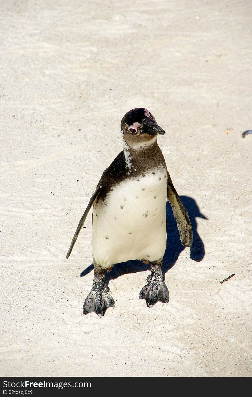 Penguin at the beach, South Africa