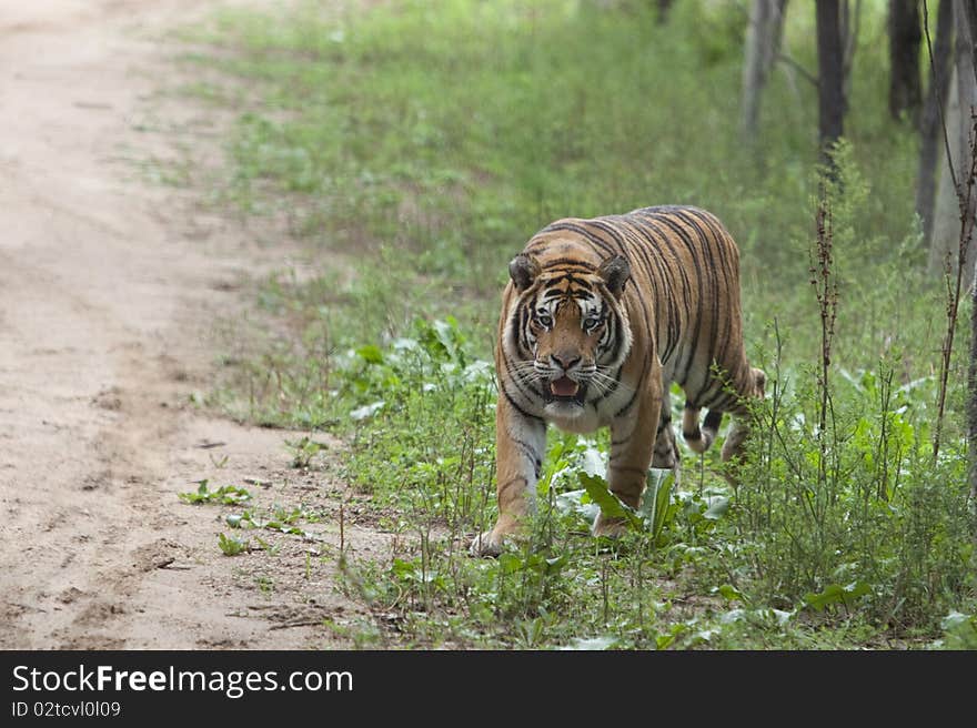 A Siberian tiger is coming out from jungle