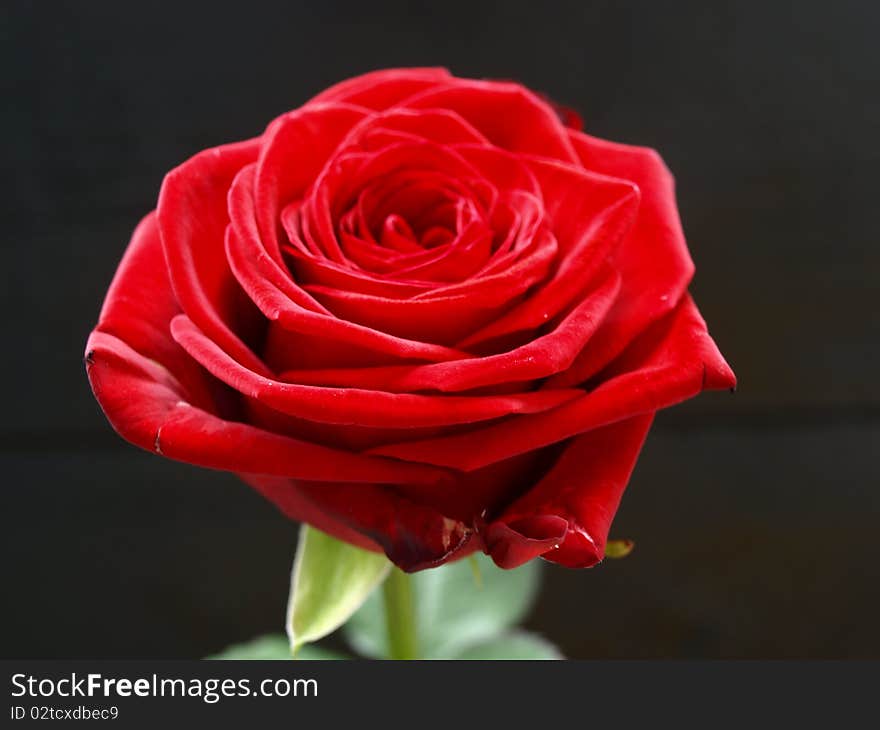 Red rose on the black background