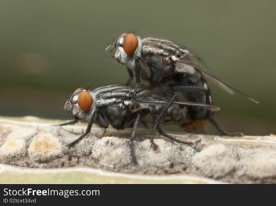 Two flies with red eyes mating. Two flies with red eyes mating