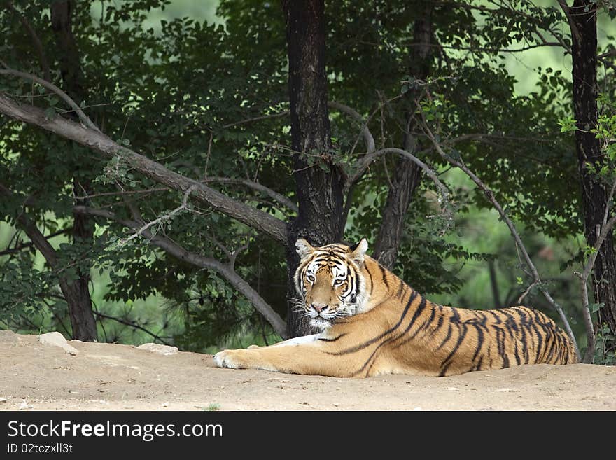 A Siberian tiger beside the forest