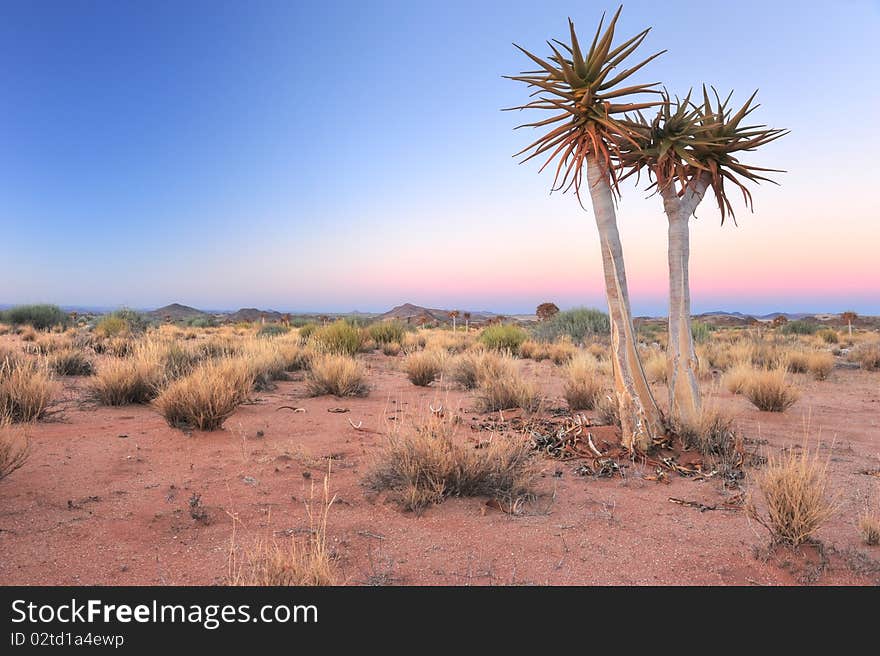 Two trees standing alone in the Namibia desert. Two trees standing alone in the Namibia desert.