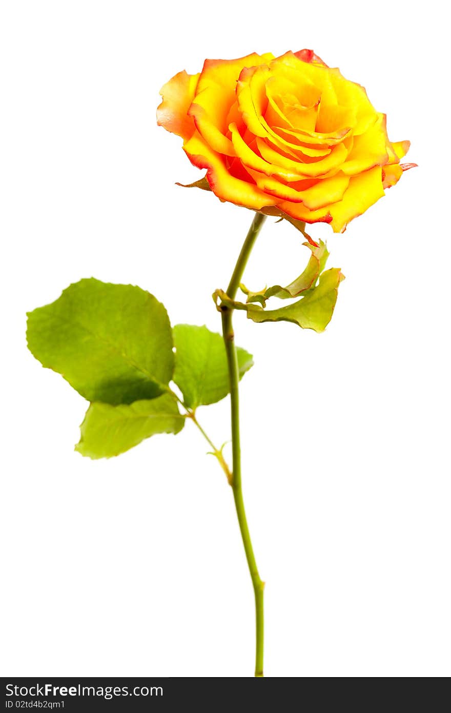 Yellow rose isolated on white background