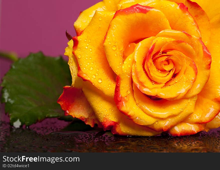 Yellow rose on pink background