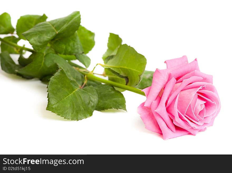 Pink Rose Isolated