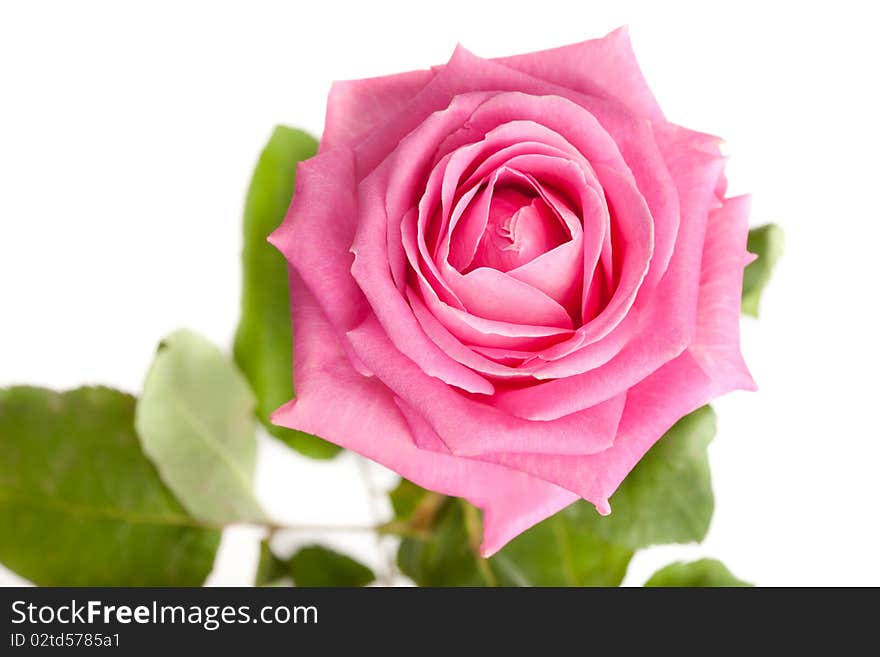 Pink rose isolated on white background