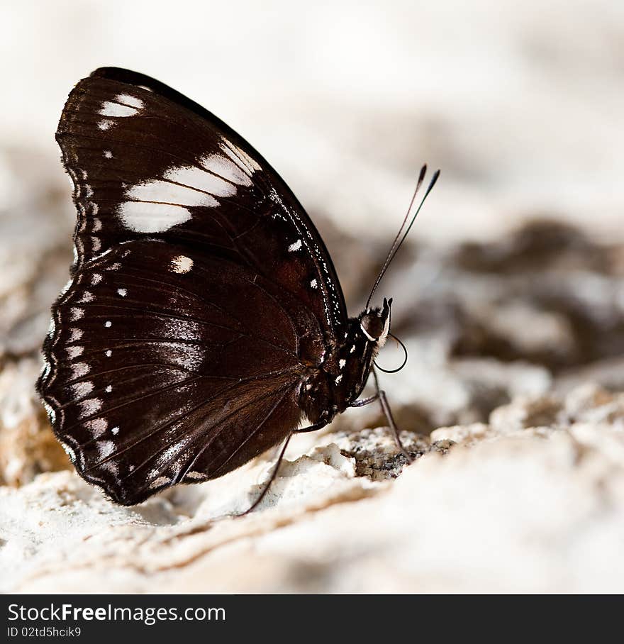 Beautiful brown butterfly