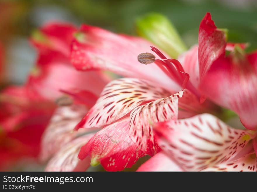 Alstroemeria Closeup