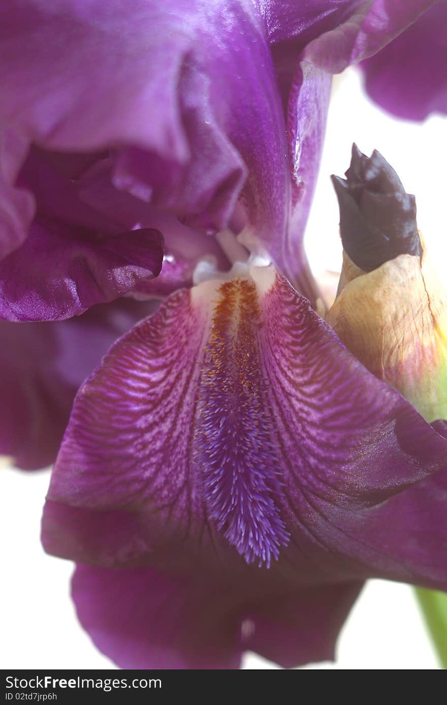 Close-Up of Blue Iris Flower Petals