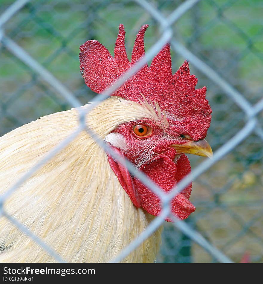 Side view of the head or a Rooster behind fence. Side view of the head or a Rooster behind fence.